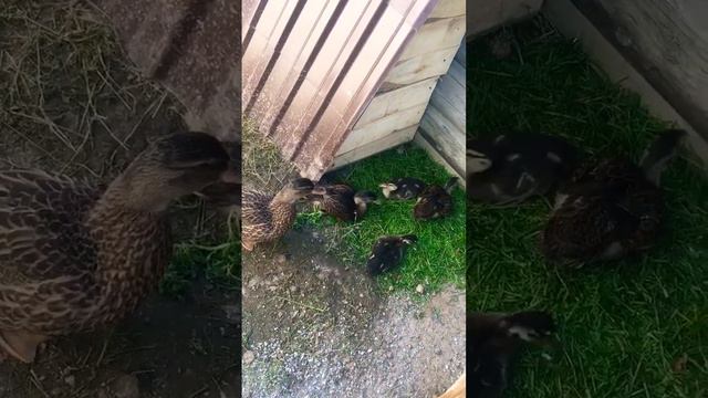 Самый маленький но самый прожорливый