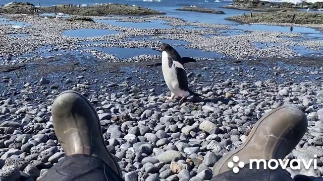 лучшая подборка забавных животных.mp4 смотреть онлайн