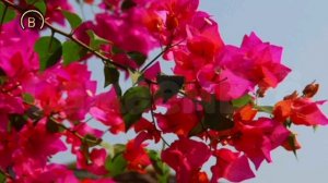Бугенвиллия. Как она зимует.