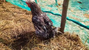 Петух🐓 упал на ноги!Стараемся вылечить.