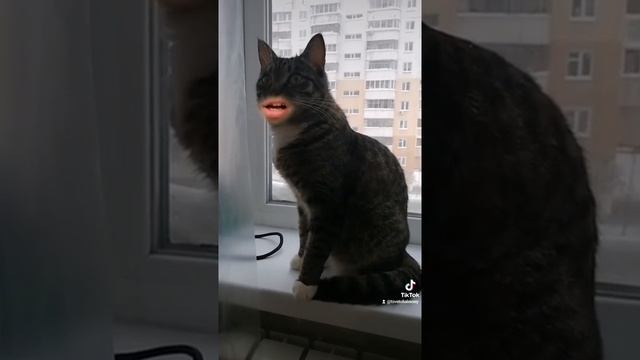 Говорящий кот. Жизнь кота. Мысли кота. Угарный котяра.Цветков russia cat. Смешной кот