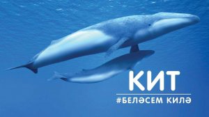 Беләсем килә: кит / Кит / Видео про животных для детей