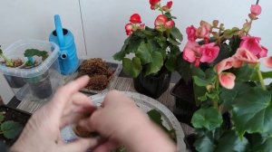 Бегонию черенкую только в этот состав