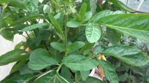 Пепино летом. Формирование кустов, пасынкование. Укоренение черенков дынной груши. Уход за пепино