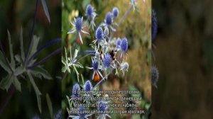 Трава чертополох: описание, свойства и применение