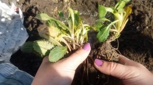 Как Посадить Ромашку крупную высокорослую. Правила посадки ромашки. How to Plant Chamomile.