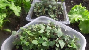 Выращивание рассады львиного зева без пикировки.