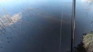 Рыбалка на поплавочною удочку. Плотва. Красноперка. Густера. 2020. Roach fish. Rudd fish. Sweden.