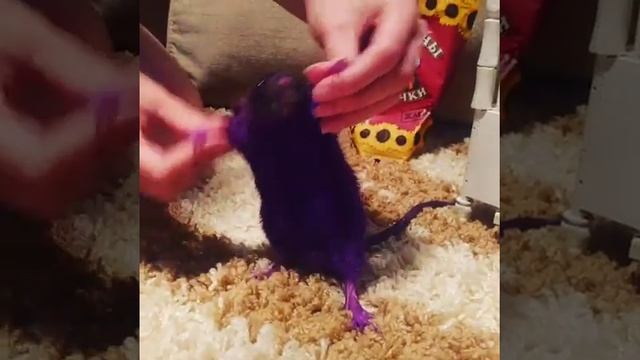 Синяя крыса читает рэп смотреть онлайн