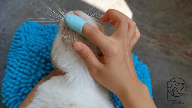 Щетка для кошек и собак