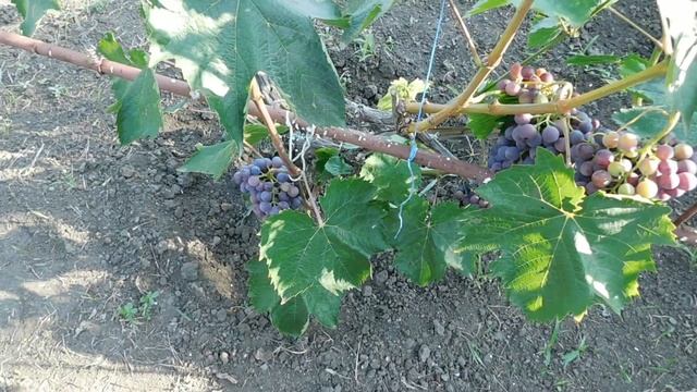 Виноград на даче Обработка гроздей и листьев смотреть онлайн