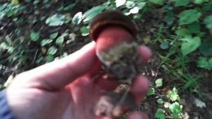 Гриб поддубовик синеет на срезе