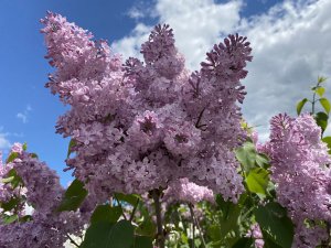 Сирень, сирень и немного ВДНХ. Для тех, кто обожает сирень)))