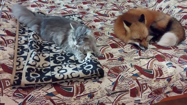 Лиса и кот легли спать смотреть онлайн