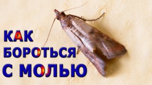 Как избавиться от моли в квартире.
