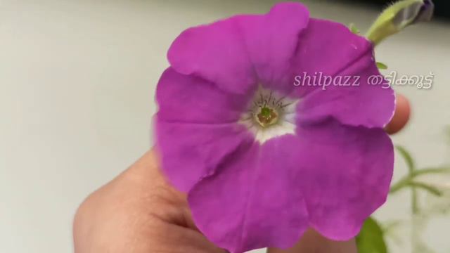 Petunia full care and pruning || Gardening Malayalam ||പെറ്റൂണിയ ചെടികളെ കുറിച്ച് അറിയേണ്ടതെല്ലാം | смотреть онлайн