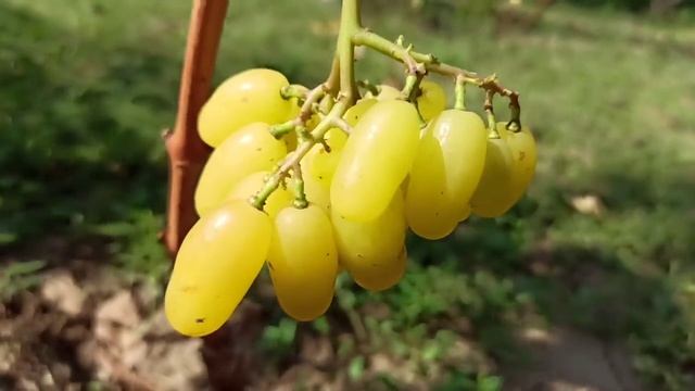 Виноград " Бананас " Яркий вкус ! Яркий цвет ! смотреть онлайн