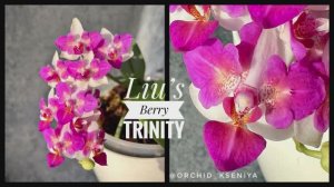 Phal. Liu’s Berry ‘Trinity’ 🍇 Азиатская ароматная мультифлора - орхидея бабочка Лиус Бэрри | ОБЗОР