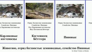 Животное, отряд бесхвостые земноводные, семейство Пиповые animal лягушка шпорцевая Когтеносец пипа