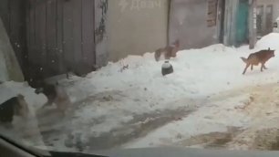 Минута добрых новостей. В Воронеже водитель спас котика от стаи собак.
