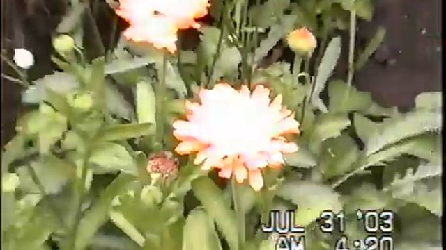 Russian dacha in big city Samara - 2 смотреть онлайн