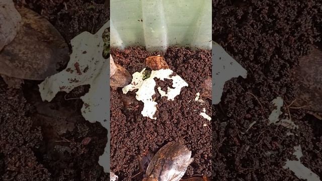 Тараканы архимандриты. Условия содержания и разведения.
