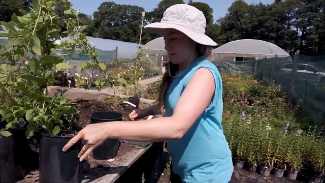 Tender climbers potting up смотреть онлайн