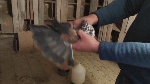 обзор голубей на 2021год.