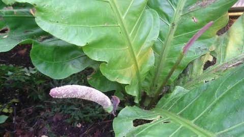 Антуриум домбеянум (лат. Anthurium dombeyanum Brongn. ex Engl.), ботанический сад, 8 янв. 2023