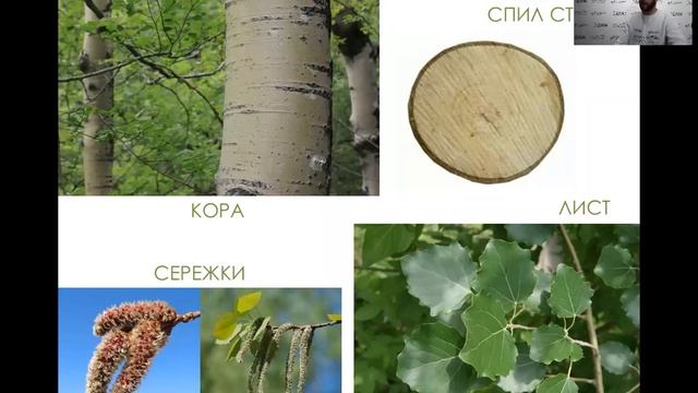 Растительный мир 