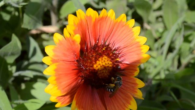 Пчелка на цветке смотреть онлайн