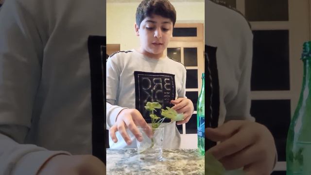 укоренение пеларгонии смотреть онлайн