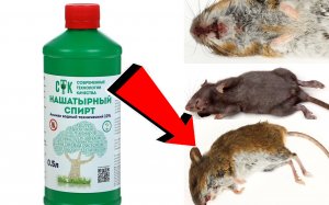 Как избавиться от мышей в квартирах  За 3 Секунды!