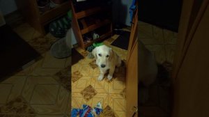 Наш щенок напакостил , обзор.)