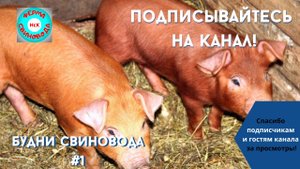 Свиньи Ферма Свиновода НсК