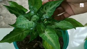 Syngonium varieties - Best Indoor Plants/  ഇൻഡോറിൽ വളർത്താവുന്ന ചെടികൾ -സിംഗോണിയം വെറൈറ്റികൾ