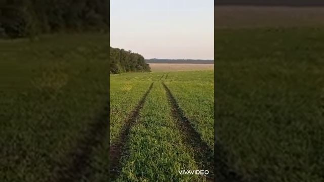 Нагонка 7 мес русских пегих гончих по зайцу русаку