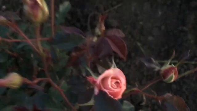 Японская роза Латте Арт смотреть онлайн