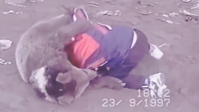 Хабиб Нурмагомедов - Борется с медведем в детстве!Или ты становишься лучше, или ломаешься!(1997) смотреть онлайн