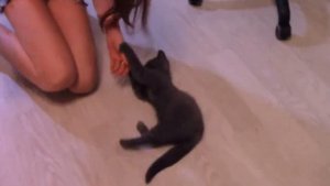 ДРЕССИРОВКА БРИТАНСКИХ КОШЕК. ВИДЕО. Прикольное видео - как дрессируем британскую кошку ВИТАМИНКАМИ