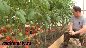 Осенние томаты в зимней теплице