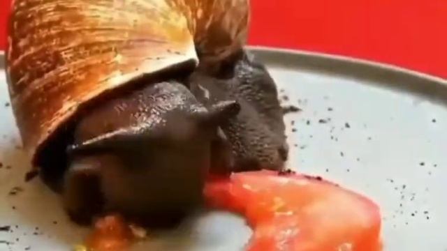 #улитка очень быстро ест помидор смотреть онлайн