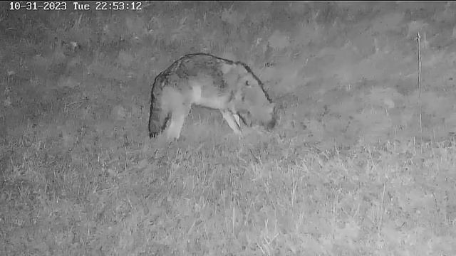 Волк пришел покушать- ничего не нашел#Raccoon Saloon смотреть онлайн