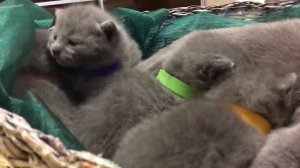 Русские голубые котята. Питомник Русских Голубых кошек Ruzara