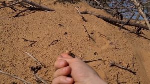 Ручные ящерицы вертихвостки и цветущие маки. Живая степь Астраханского края.