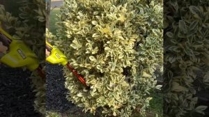 Review of the Ryobi 18v mini hedge trimmer - A link to the full video is in the pinned comment.