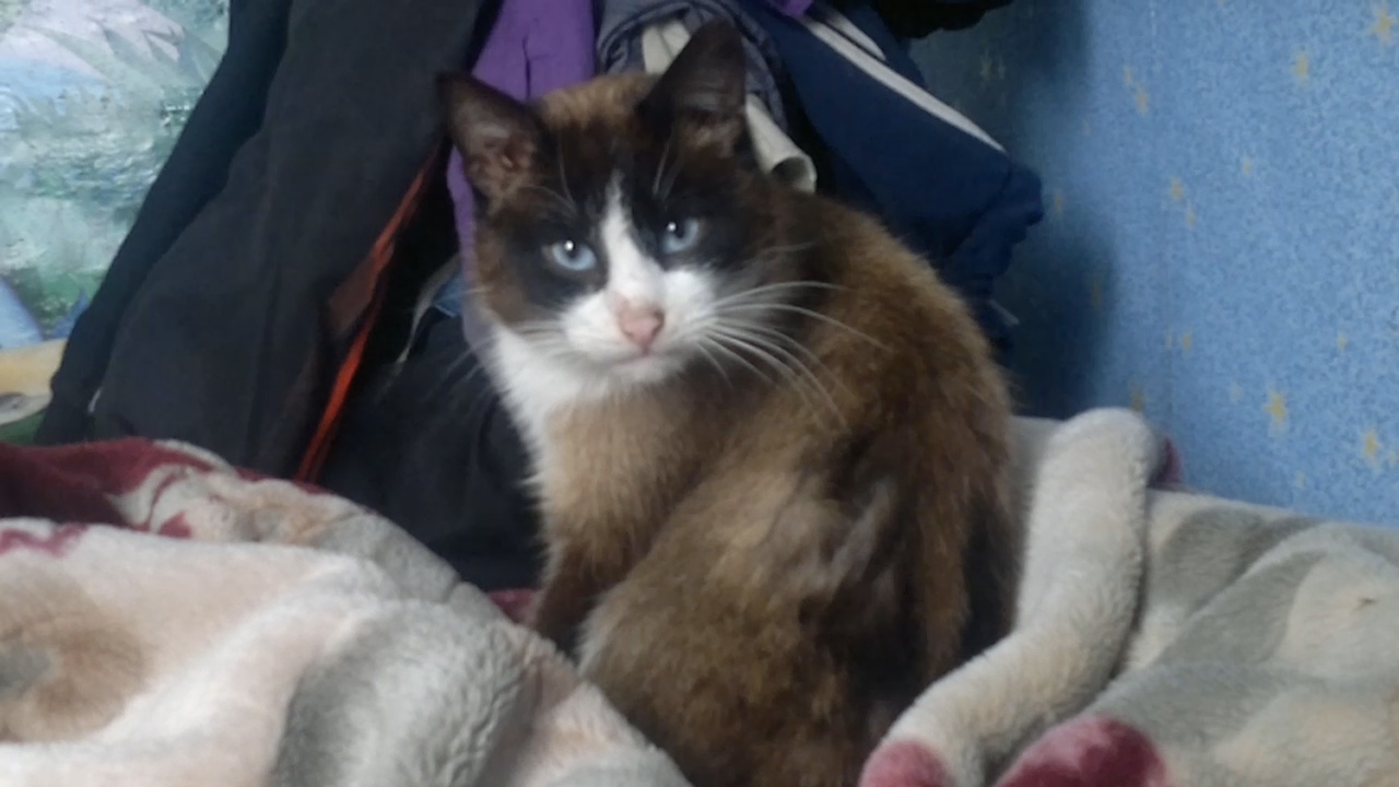 Сиамский кот умывается смотреть онлайн