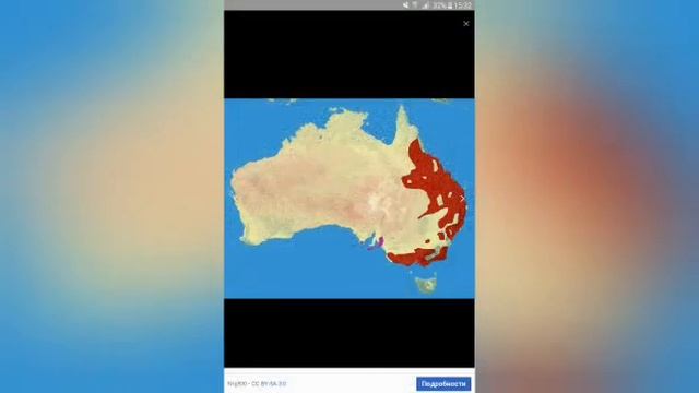 Коала. Интересные факты. смотреть онлайн