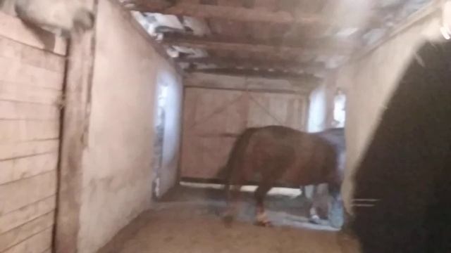 Жеребец породы Русский тяжеловоз. смотреть онлайн