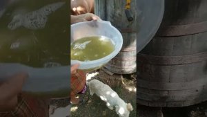 Уборка винограда в молдове